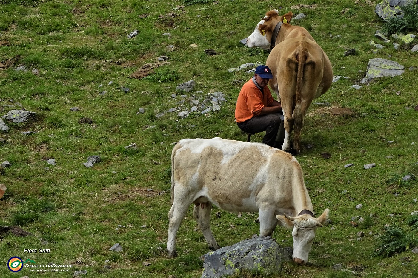 77 L'ora della mungitura (a mano).JPG